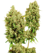 1754406031587.png 1754406031587.png