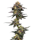 1754406068057.png 1754406068057.png