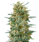 1754485626306.png 1754485626306.png