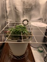 IMG_0867.jpeg