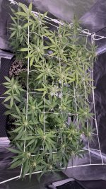 IMG_6881.jpeg IMG_6881.jpeg