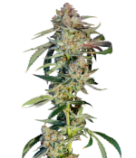 1754647627176.png 1754647627176.png