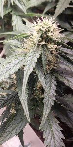 P50809-195740 (1).jpg