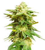 1754827546337.png 1754827546337.png