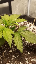 08.12_листик.jpg 08.12_листик.jpg