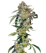 1755158248798.png 1755158248798.png