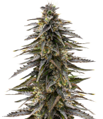 1755158289739.png 1755158289739.png