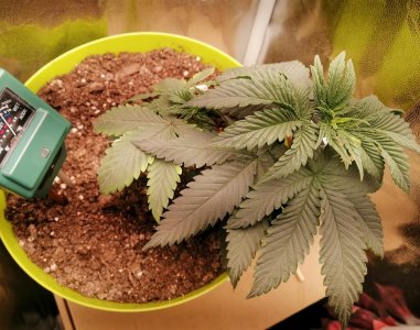 растиха 2504.jpg