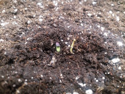 IMG_20220420_110332_202.jpg IMG_20220420_110332_202.jpg