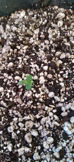 Compress_20220501_171548_8819.jpg Compress_20220501_171548_8819.jpg