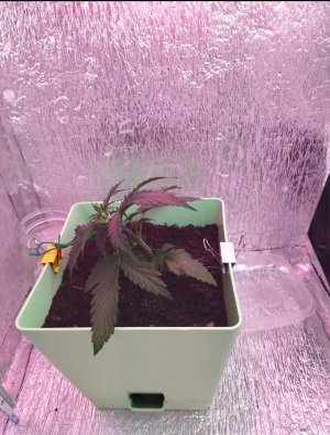 IMG_20220501_232724.jpg IMG_20220501_232724.jpg