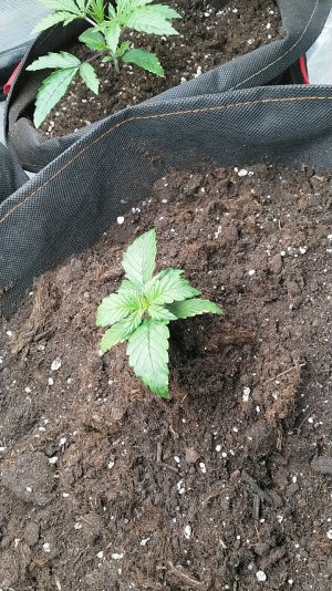 IMG_20220503_171032_731.jpg IMG_20220503_171032_731.jpg