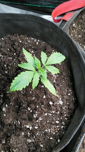 IMG_20220503_171037_395.jpg IMG_20220503_171037_395.jpg