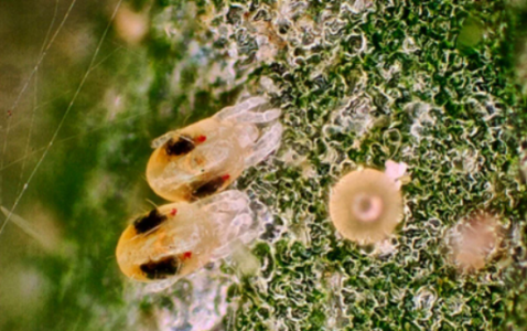 1651771957154.png 1651771957154.png