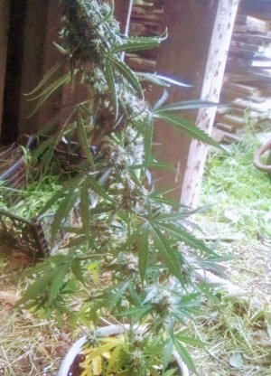 IMG_20220506_122740~3.jpg IMG_20220506_122740~3.jpg