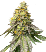 1755189506274.png