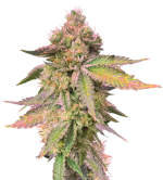 1755256372628.png 1755256372628.png