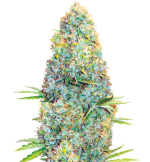 1755328605280.png 1755328605280.png