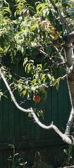 IMG_20250816_113606_407.jpg IMG_20250816_113606_407.jpg