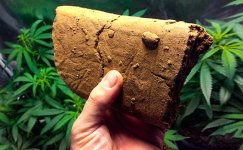 Vysokokachestvennyj-hesh__zJKh8OByQddjRGj0.jpg Vysokokachestvennyj-hesh__zJKh8OByQddjRGj0.jpg