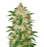 1755349005174.png 1755349005174.png