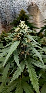 P50817-095144 (1)(1).jpg