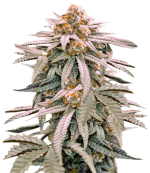 1755507560105.png 1755507560105.png