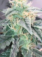 30.07.25 (6) — копия.jpg