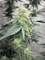 30.07.25 (7) — копия.jpg