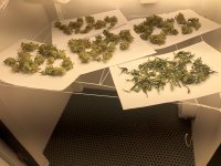 12.08.25 ТРИМ ПОСЛЕ ГРОВА.jpg