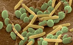 mikroorganizmy__AmAn9G1s8qtS91Vz.jpg mikroorganizmy__AmAn9G1s8qtS91Vz.jpg