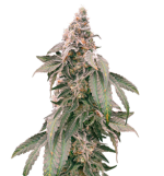 1755521330472.png 1755521330472.png