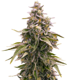 1755521348208.png 1755521348208.png