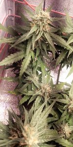 P50819-065504 (1).jpg