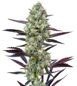 1755600137480.png 1755600137480.png