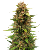 1755600176828.png 1755600176828.png