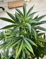 IMG_6988.jpeg IMG_6988.jpeg