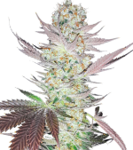 1755769281372.png 1755769281372.png