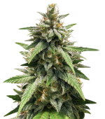 1755783895376.png 1755783895376.png