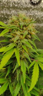 IMG_20250822_050620.jpg IMG_20250822_050620.jpg