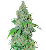 1755867705031.png 1755867705031.png