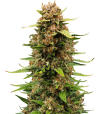 1755867726348.png 1755867726348.png