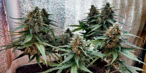 P50826-165818 (1)(1).jpg