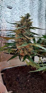 P50826-165929 (1)(1).jpg