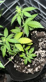 IMG_4209.jpeg IMG_4209.jpeg