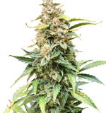 1756375177943.png 1756375177943.png