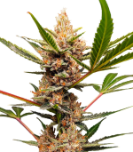 1756482443276.png 1756482443276.png