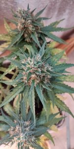 P50901-190911 (1).jpg