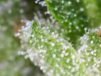 Photo_2025-09-02 17_40_37_950.JPG