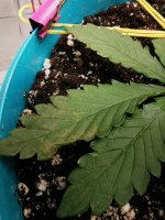 30.09 некроз.jpg